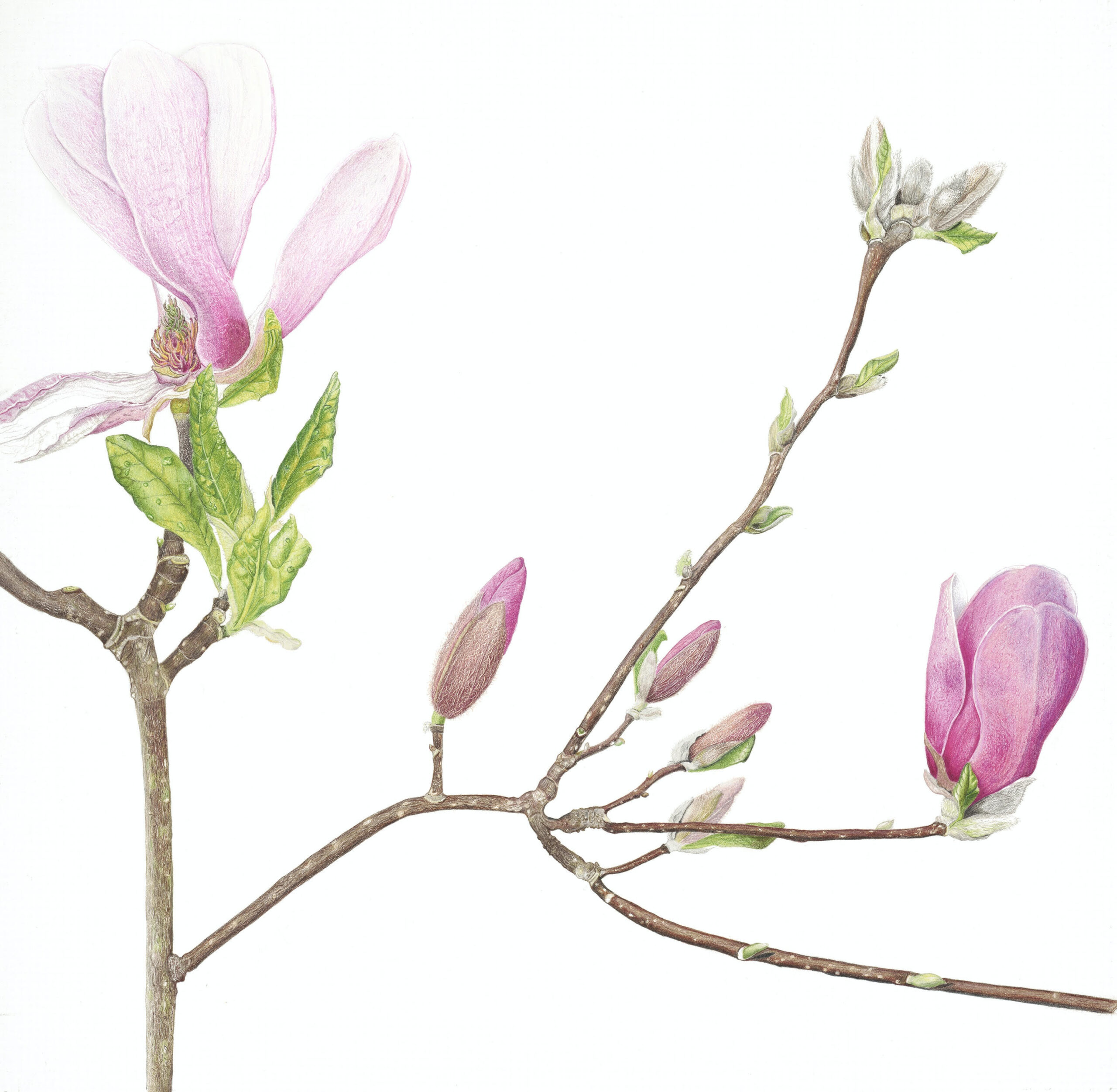 Magnolia “Lily”
